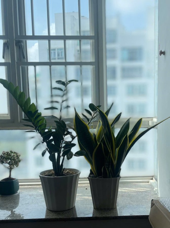 Hình ảnh đơn hàng